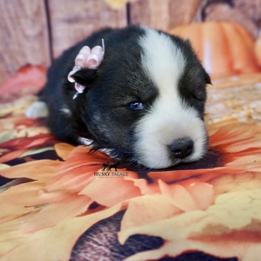AKC Pumpkin 14